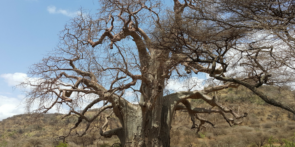 Baobab Tree - Blog by Nosh Detox 