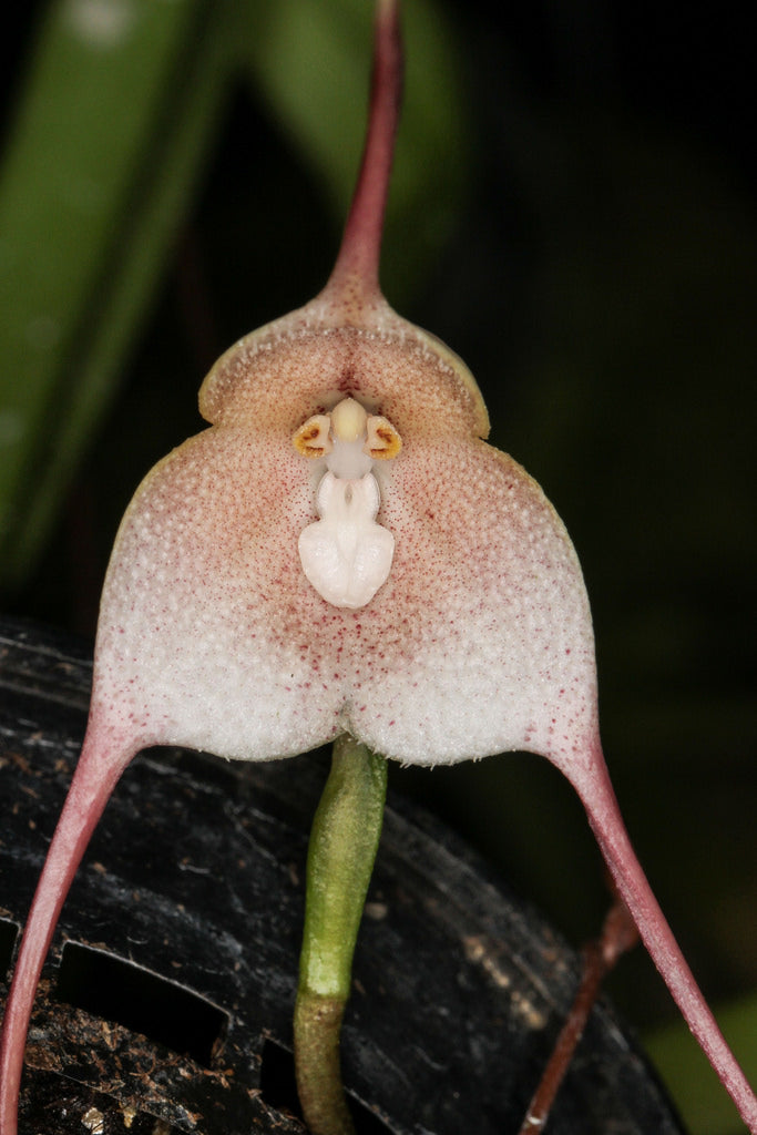 Dracula (Monkey Face Orchids) | Afri Orchids