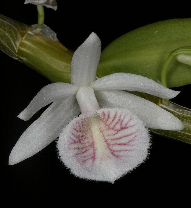 Dendrobium cretaceum | Afri Orchids