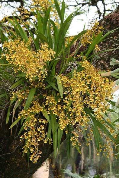 Oncidium sphacelatum | Afri Orchids