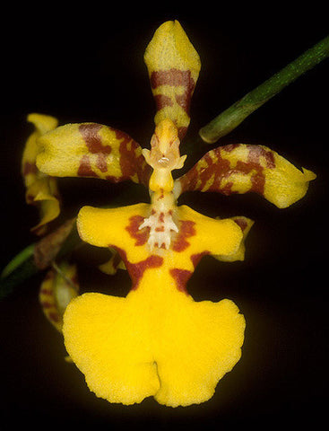 HOA GIEO TỨ TUYỆT 2 - Page 27 Oncidium_altissimum_Murray_961247969_m_large