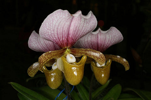 HOA GIEO TỨ TUYỆT 2 - Page 40 Paphiopedilum_charlesworthii_3525003782_m_large