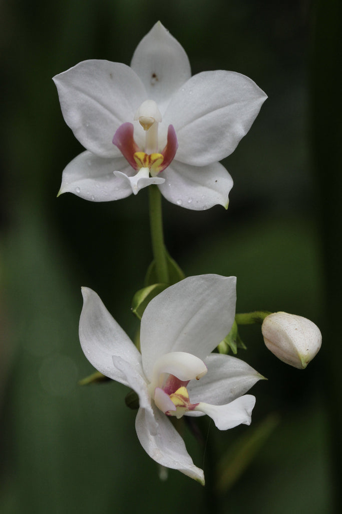 Orchids - R-S | Afri Orchids