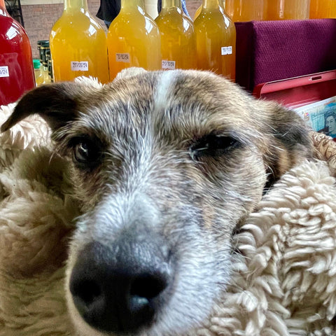 A dog behind a stall at Stroud Farmers' Market