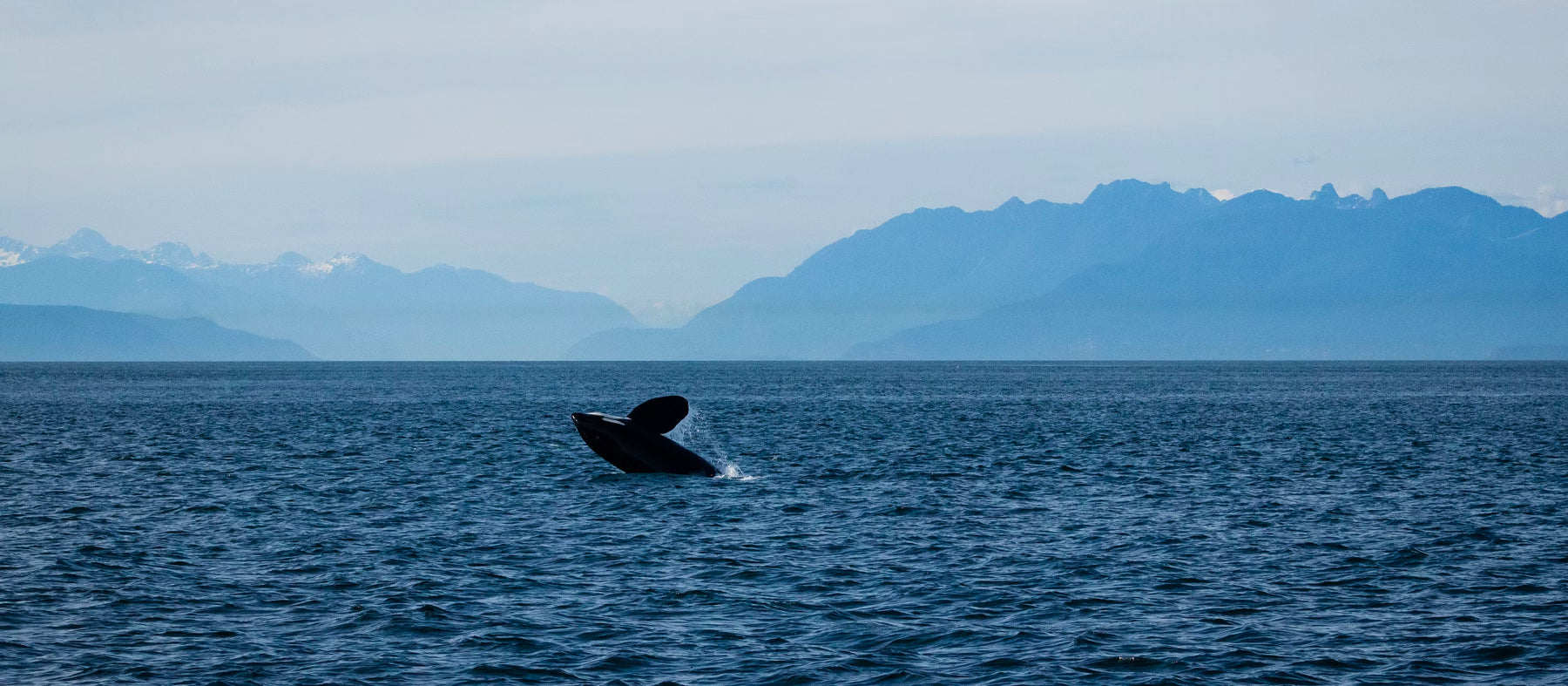 Orca off the coast of the San Juan Islands