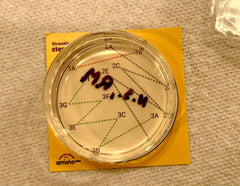 This stencil encodes the zigzag pattern we’ll use when streaking our blank E. coli cells. Each colored, dotted line should be traced out with a new inoculating loop.