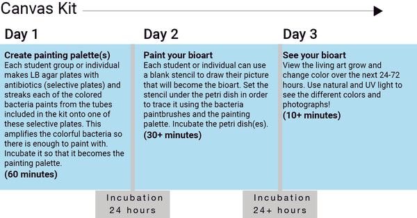 Timeline for Canvas kit - Amino Labs Bioart kit, Petri dish art kit, microbial art kit for glowing bacteria, bacteria art, bacterial art, living art, STEM science project kit, sciart, great for middle school science, biology, high school, DIY bio, biohacking, home biotechnology