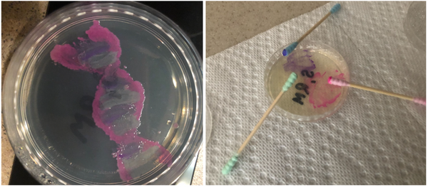 DNA agar art painting bioart