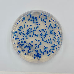 Both plates should have cells on them, and in different colors, too (since one color comes from the plasmid of pre-engineered cells, and the other comes from the plasmid we engineered yourself). Apologies that my own e plate isn’t there – I forgot to photograph it before cleaning everything up!