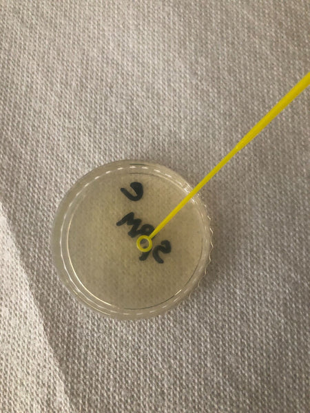 How to streak cells on a agar petri dish