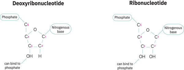 Zero to Genetic Engineering Hero figure 4-19