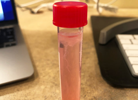 Strawberry DNA extraction result 