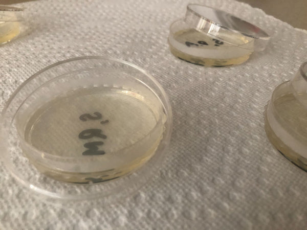 How to make agar petri dishes