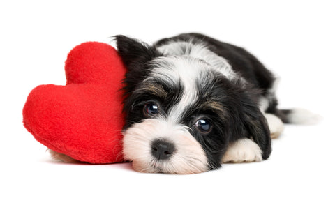 Small dog with red heart