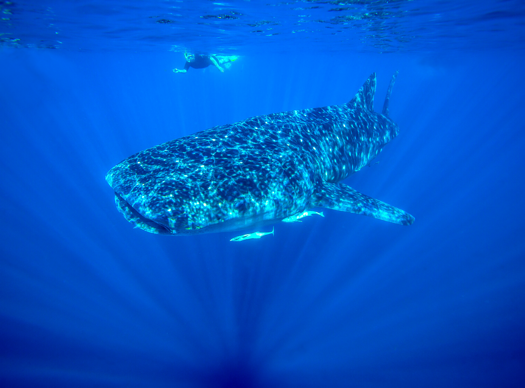 whale sharks ningaloo 