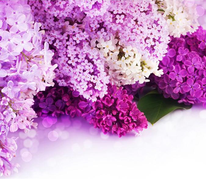 Image result for lilac blossoms