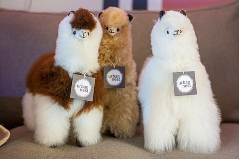 miniature alpacas