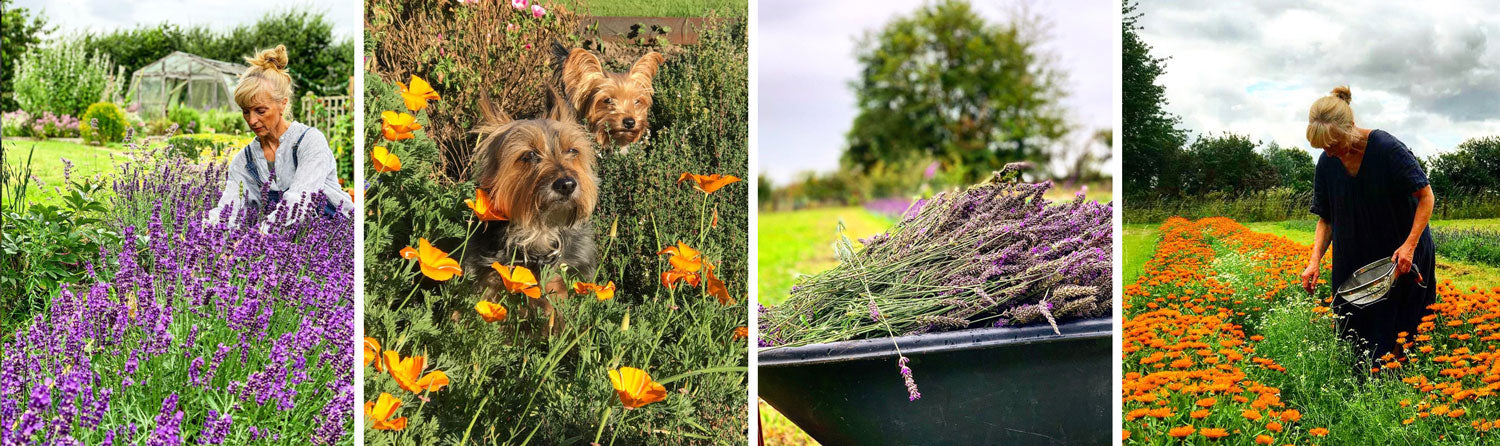 Elaine on Pippettes Farm harvesting lavender and calendula from herb patch for herbal skincare products