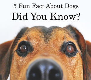 5 fun facts about dogs