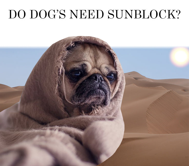 sun block for dogs