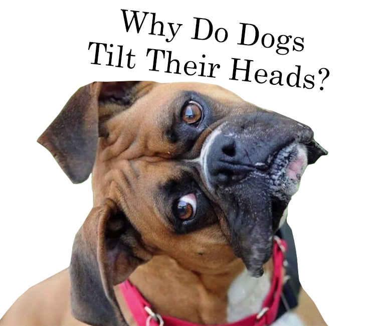 Why Do Dogs Tilt Their Heads Pet Life