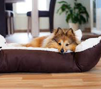 Should I buy a Dog Bed or a Mat?