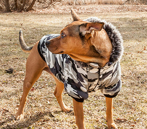 Dogs to wear Jackets – Pet 