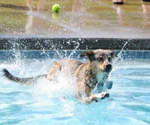 why do some dogs love water