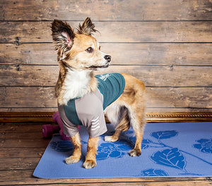 Which type of Dog Clothes are appropriate for Summer?