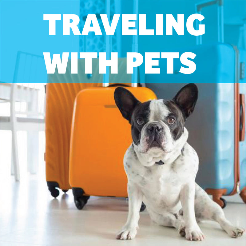 Escaping with Your Pet Tips & Tricks for Safe & Pet Travel & Adventure ...