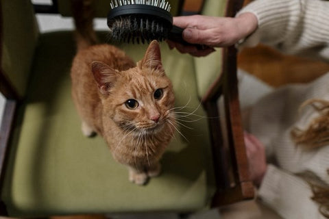orange tabby cat on chair