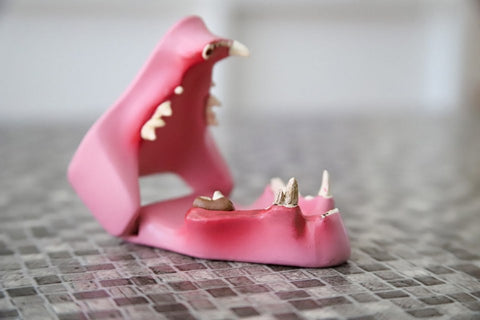 Teeth jaw model of a dog, health category