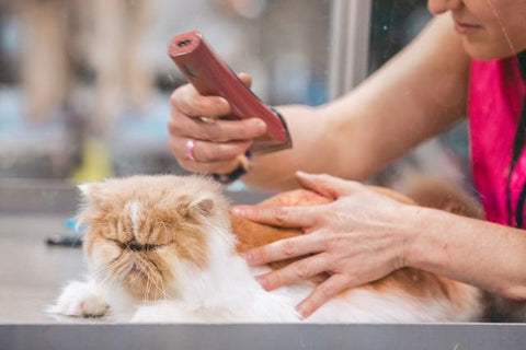 A cat being groomed during a live competition at a grooming show.