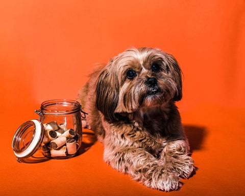 Brown dog on orange background with treats