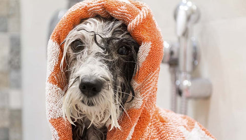 dog in towel