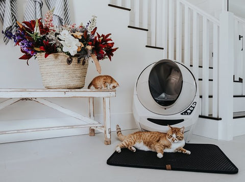 Orange Cats in white home with Beige Litter-Robot.