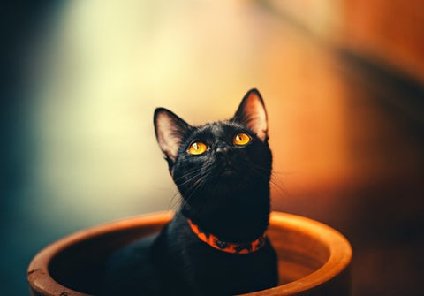 a black cat with orange colour cat collar