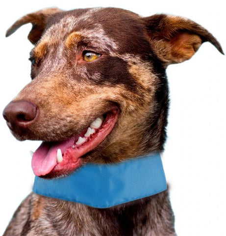 A dog with 'summer-cooling' ice insertable and adjustable cooling dog neck wrap