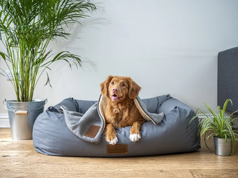 best overall dog bed