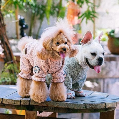 two cute dogs wearing sweaters