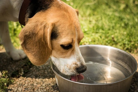 dog is drinking water, thirst bang race