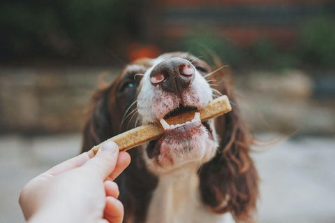 person holding brown and white wooden stick