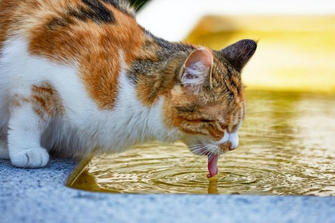 the thirsty cat is drinking water