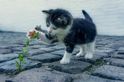 cute cat is playing with a plant