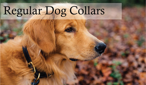 Regular dog collar