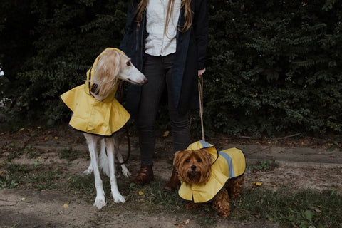 cute raincoat for dogs