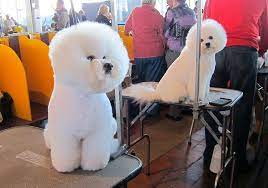 dog on grooming table