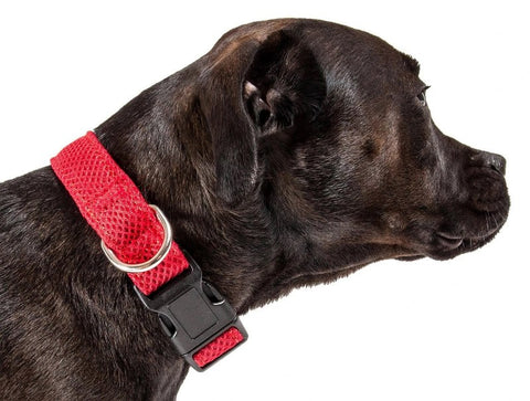 a black dog with a dual-sided breathable and adjustable thick mesh dog collar