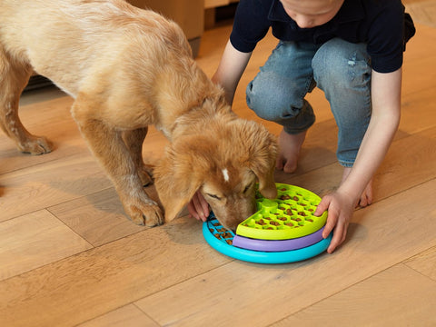 pet owner giving his pet a toy