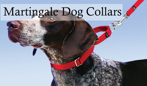 Martingale Dog Collar